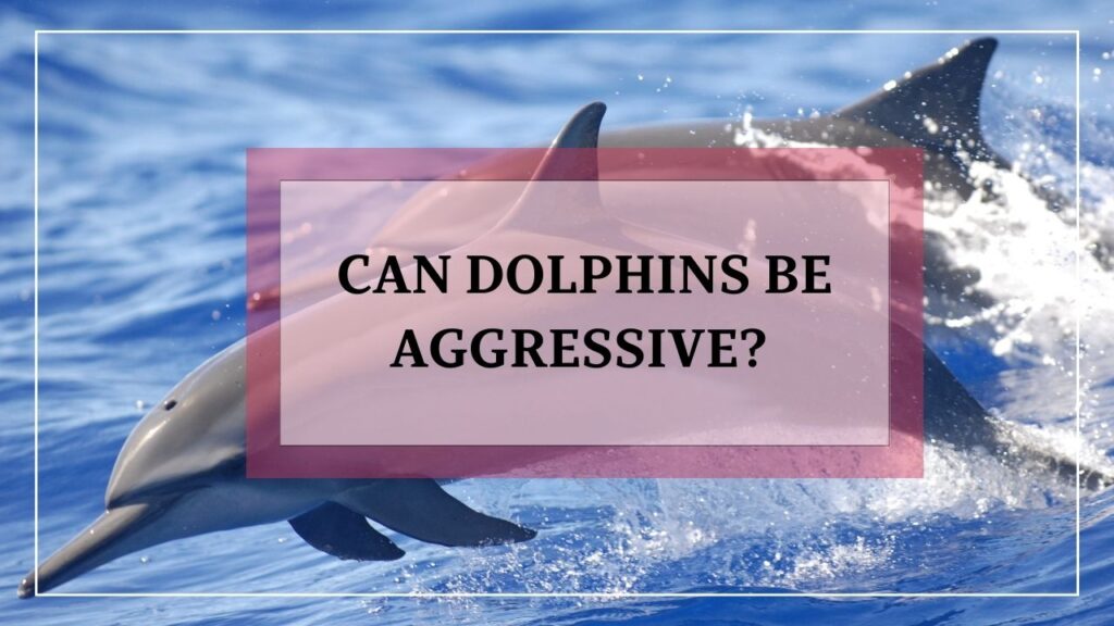 can dolphins be aggressive? featured image