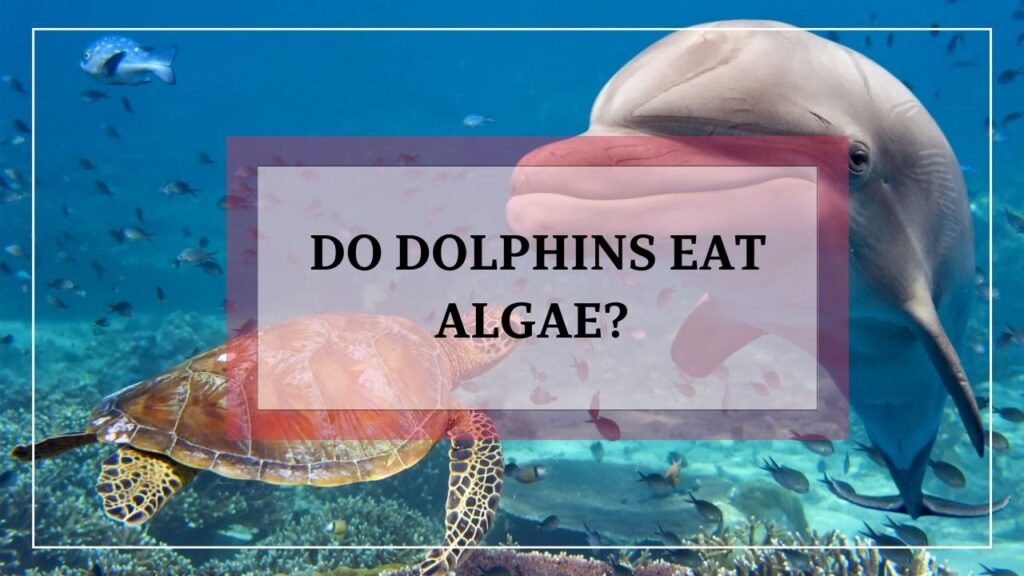 do dolphins eat algae? featured image