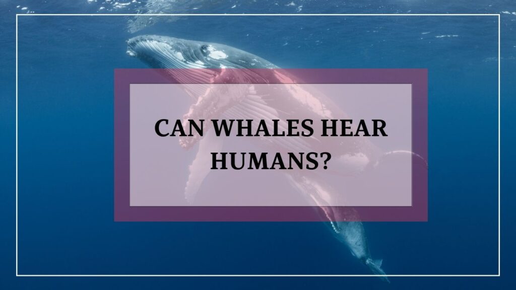 can whales hear humans? featured image