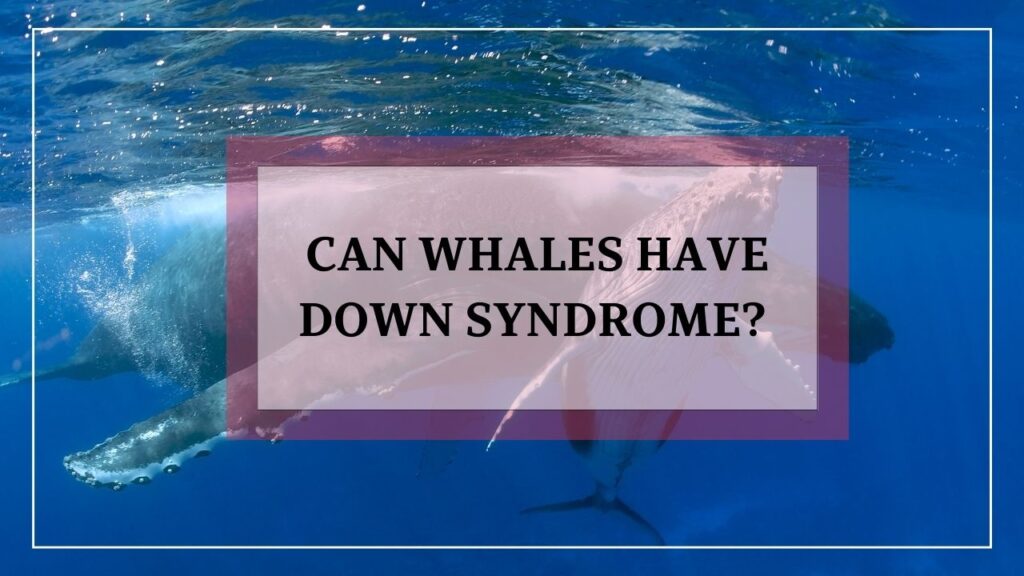 can whales have down syndrome? featured image