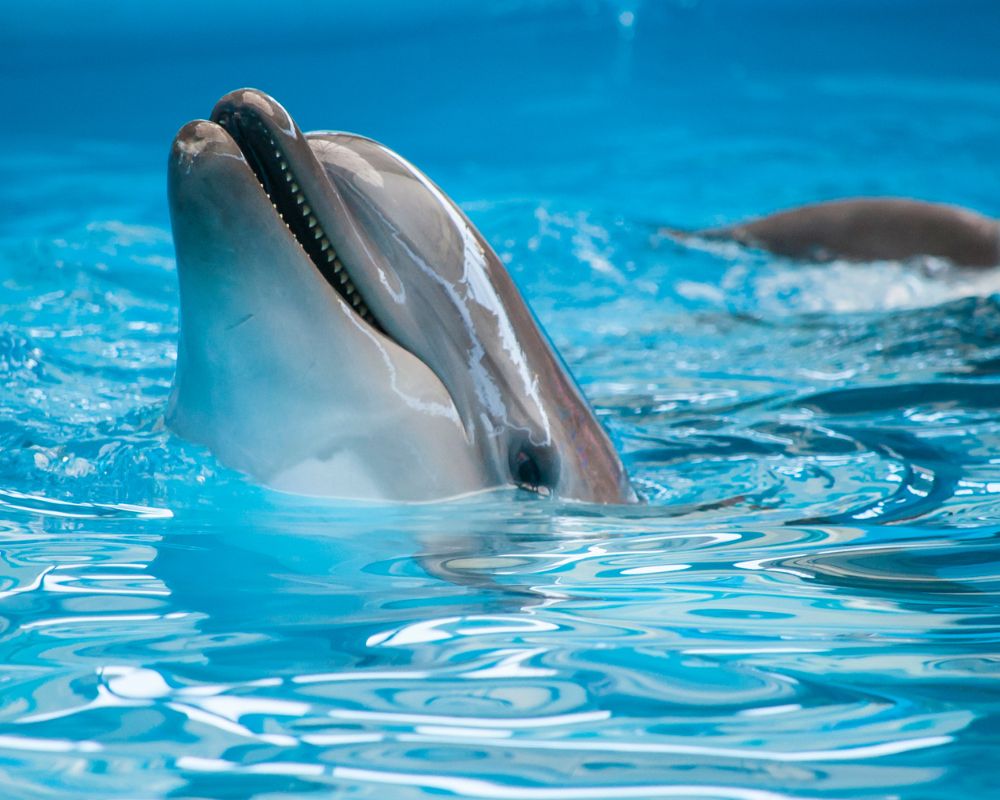 Dolphin At Swimming Pool