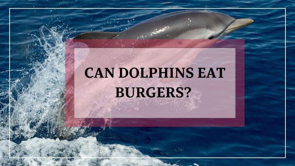 can dolphins eat burgers? featured image