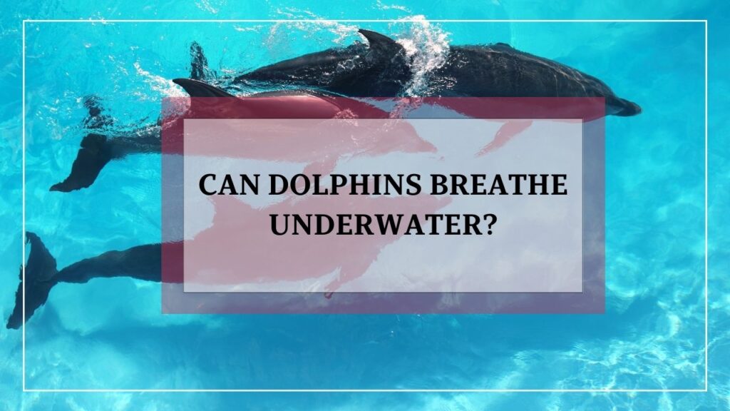 can dolphins breathe underwater? featured image