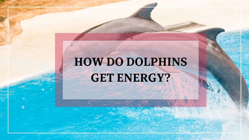 how do dolphins get energy? featured image