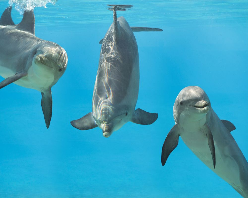 Three Dolphins Underwater