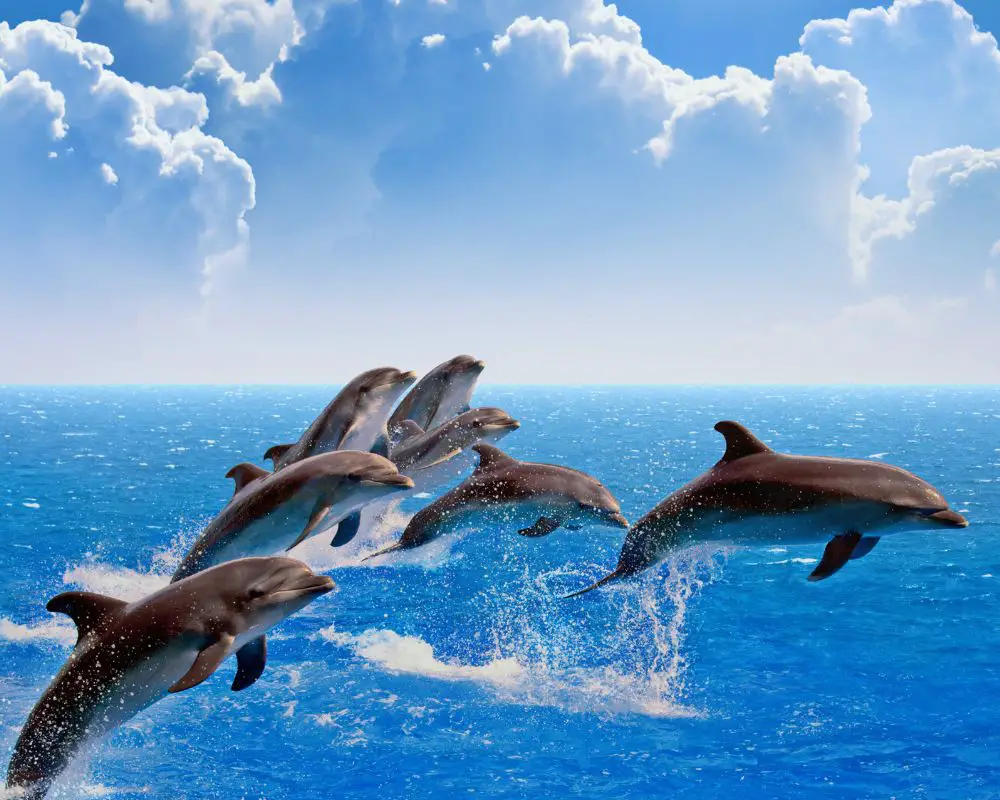 An amazing dolphins