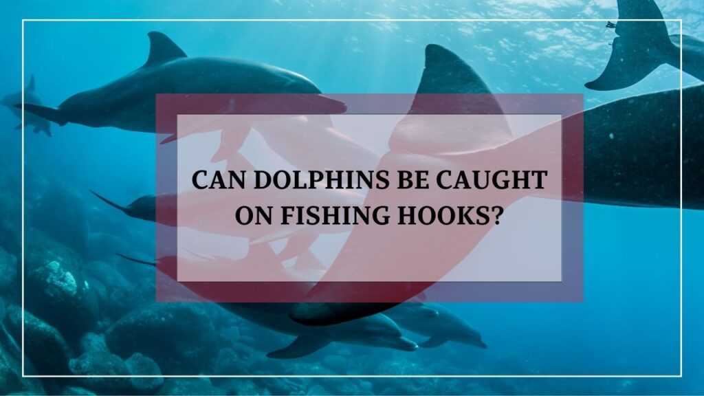 do dolphins attack each other? featured image