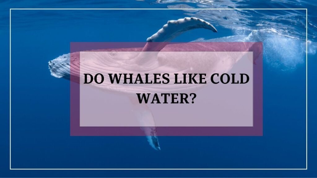 do whales like cold water? featured image