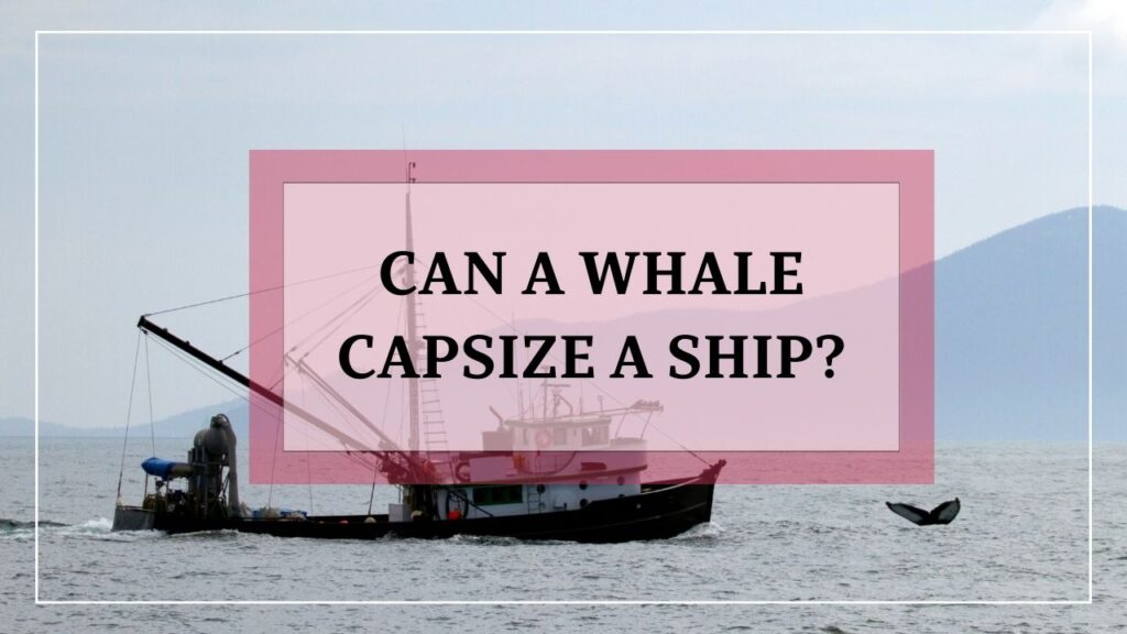 can a whale capsize a ship? featured image