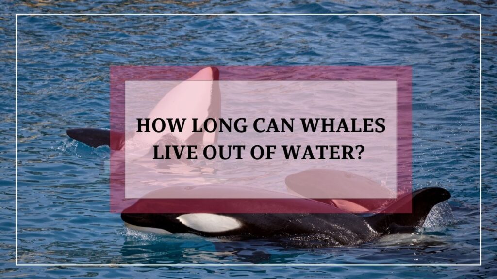 how long can whales live out of water? featured image