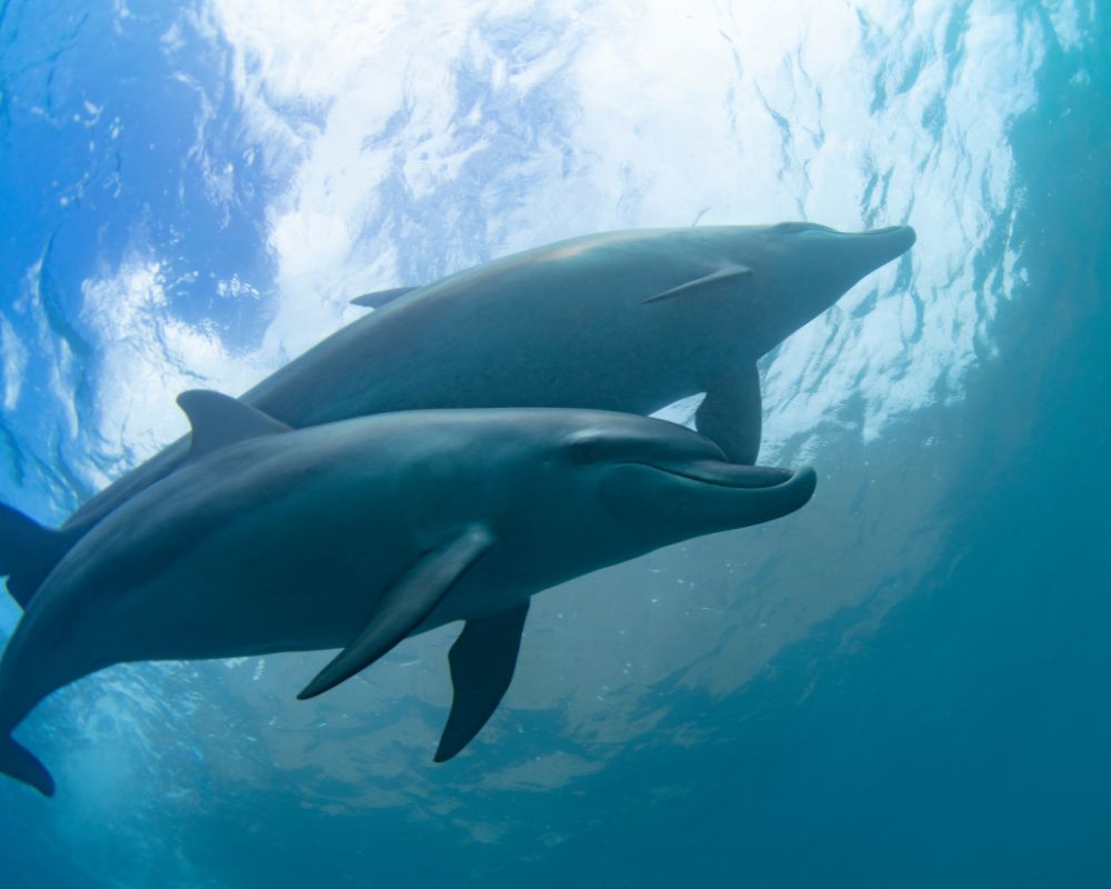 Dolphins Underwater