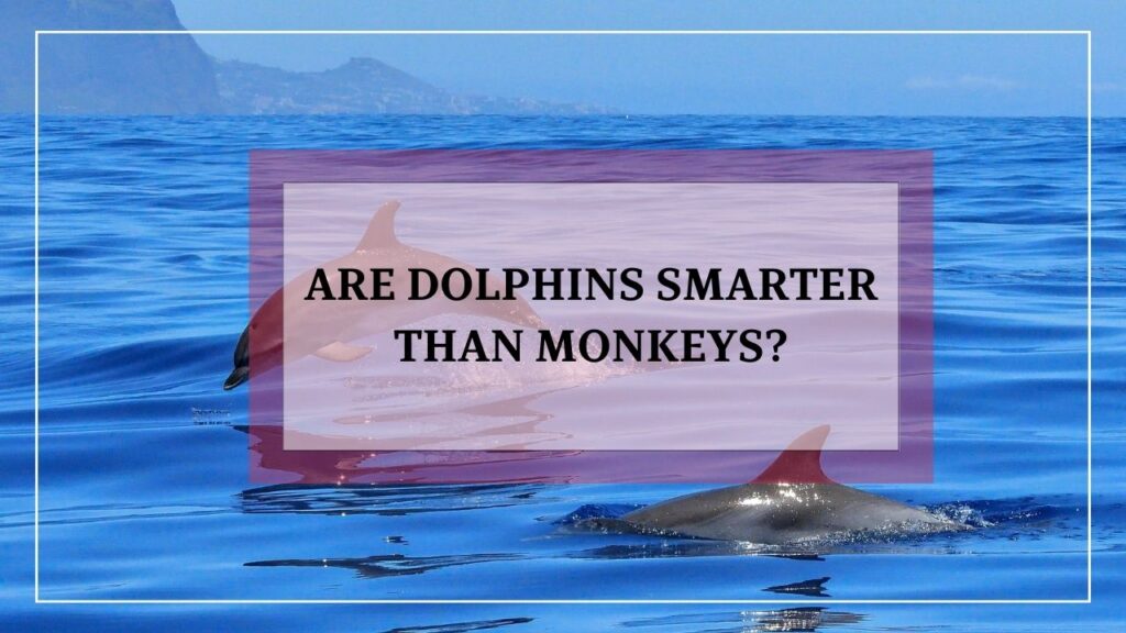 Are dolphins smarter than monkeys? featured image