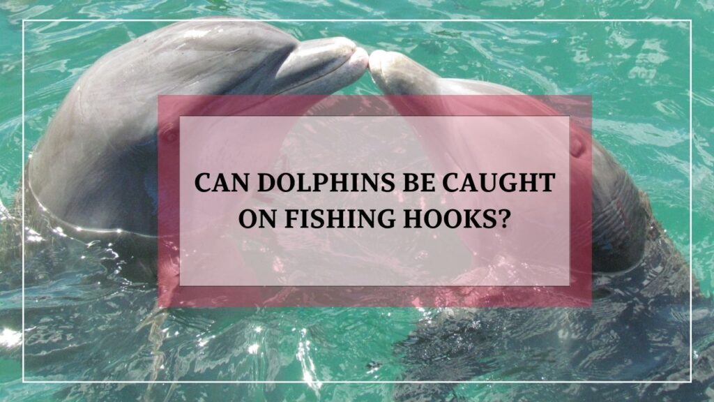 Can dolphins be caught on fishing hooks? featured image