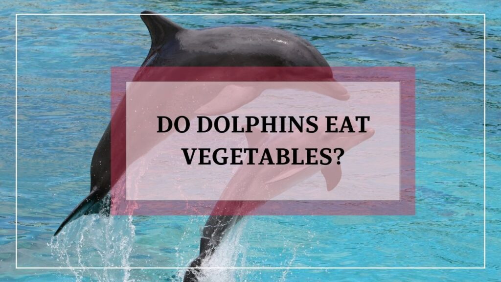 Do dolphins eat vegetables? featured image