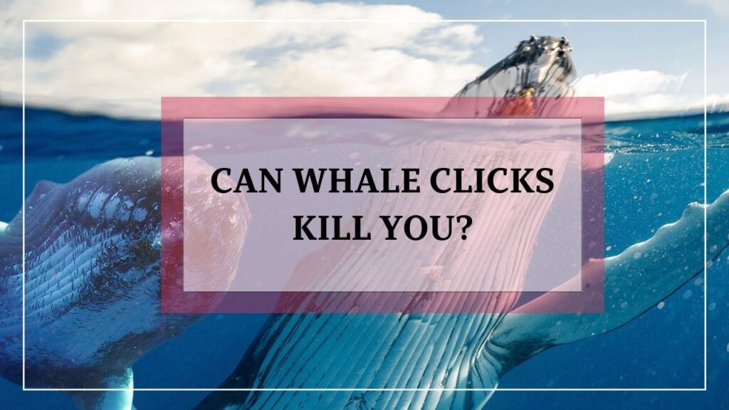 can whale clicks kill you? featured image