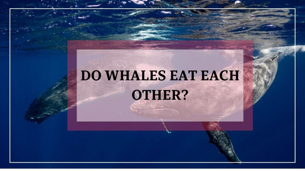 do whales eat each other? featured image