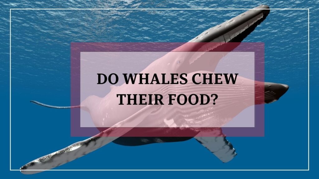 do whales chew their food? featured image