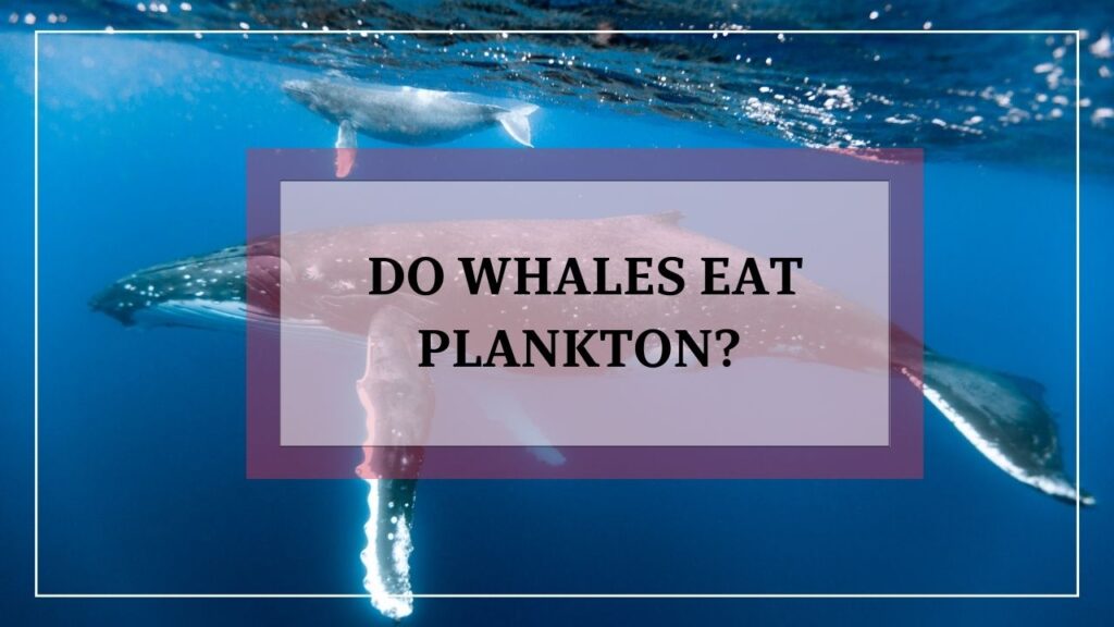 do whales eat plankton? featured image