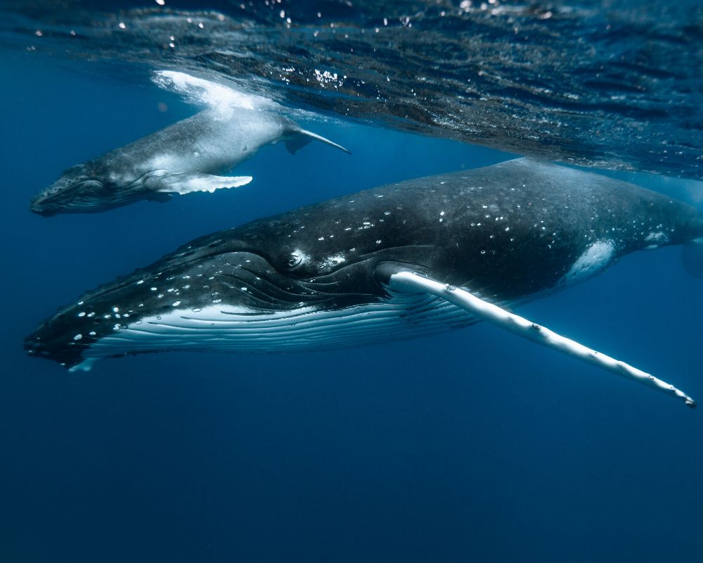 Two Whales Underwater