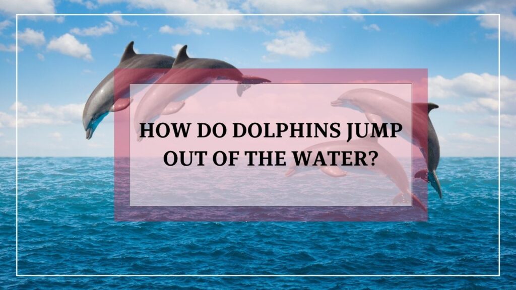 how dolphins jump out of the water? featured image