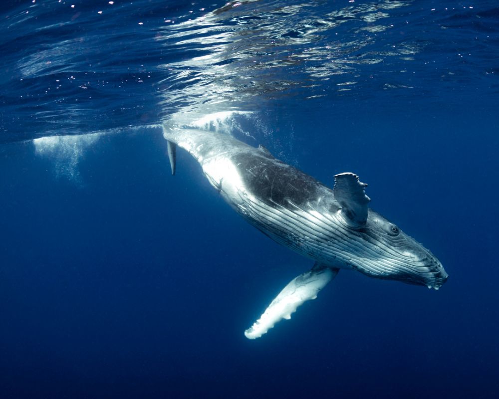 humpback whale