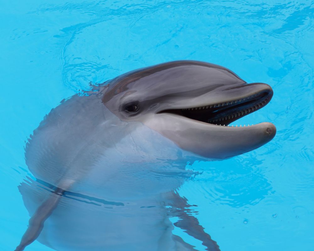 Dolphin at swimming pool