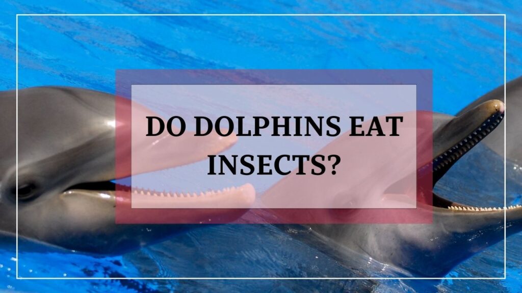 do dolphins eat insects? featured image