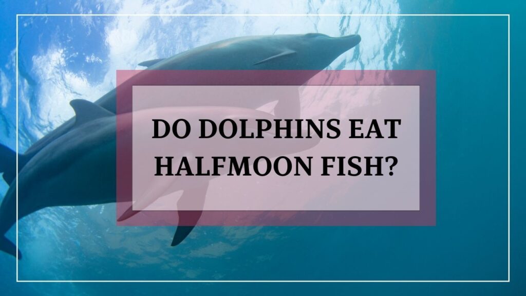 do dolphins eat halfmoon fish? featured image