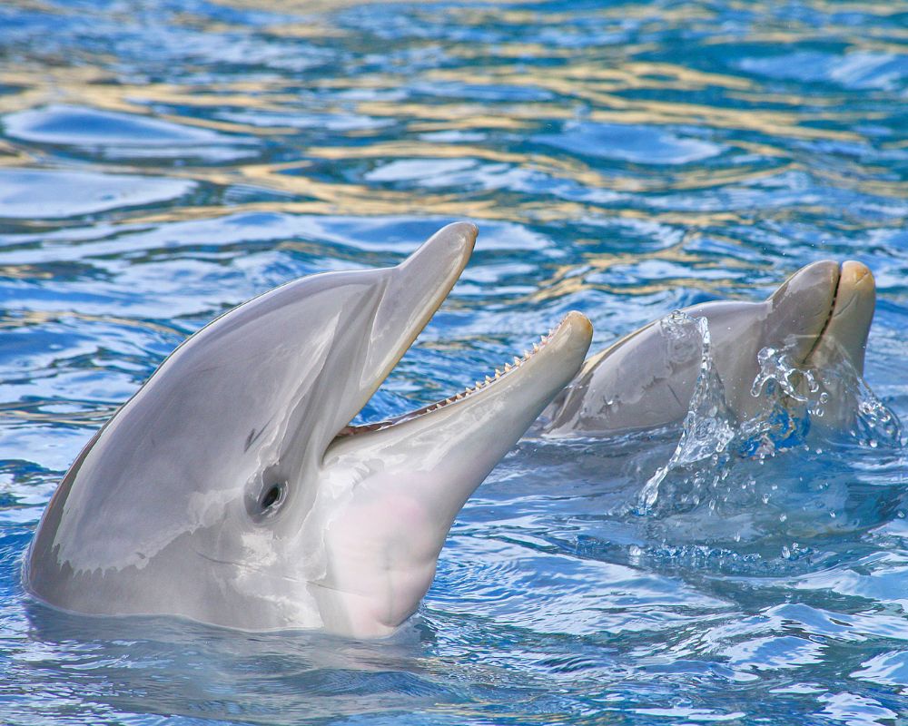 Two Dolphins At The Sea