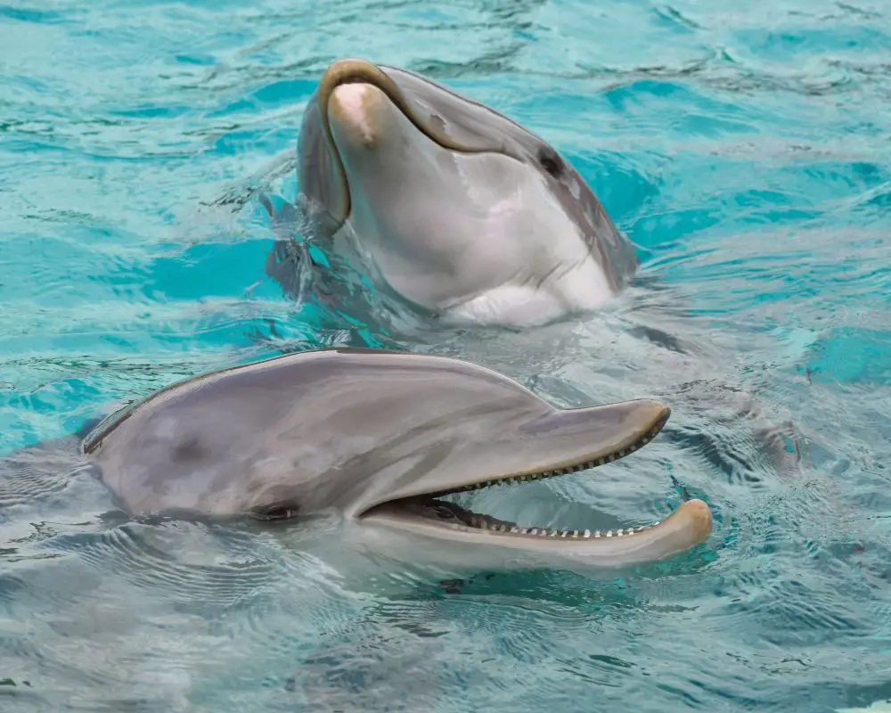 Two Dolphins At The Sea