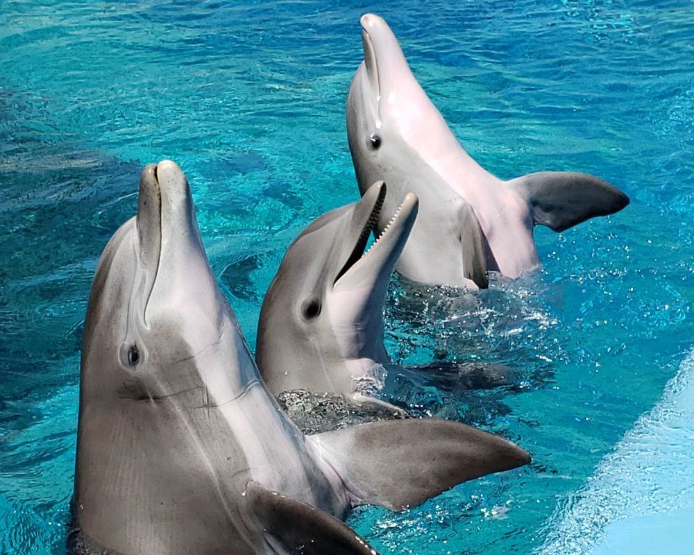 Dolphins At Swimming Pool