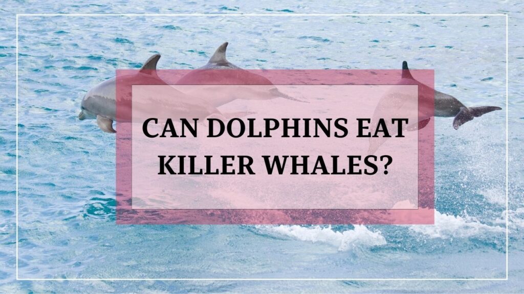 do dolphins eat killer whales? featured image