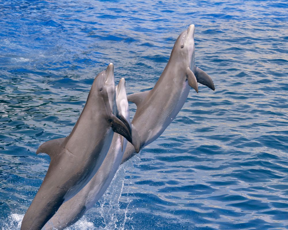 Dolphins Jumping Out Of The Water