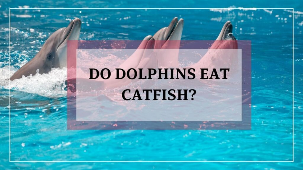 do dolphins eat catfish? featured image