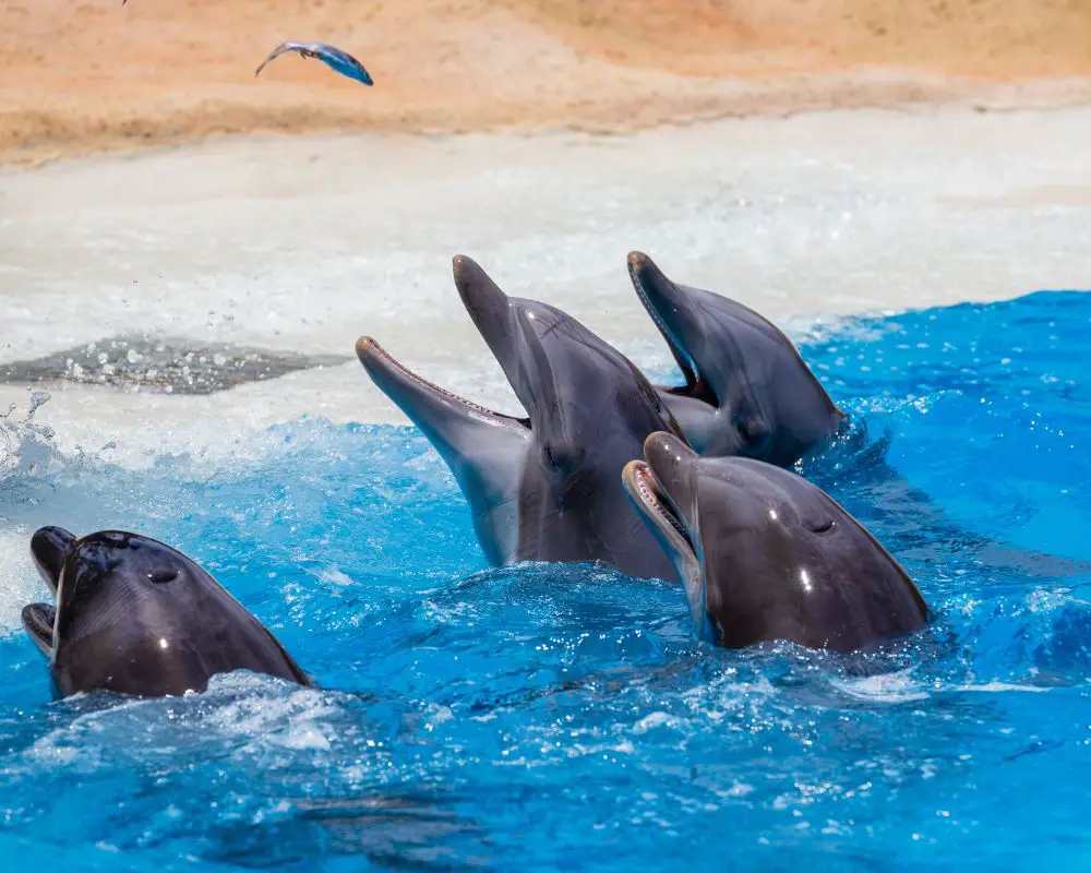 Dolphins At Swimming Pool 