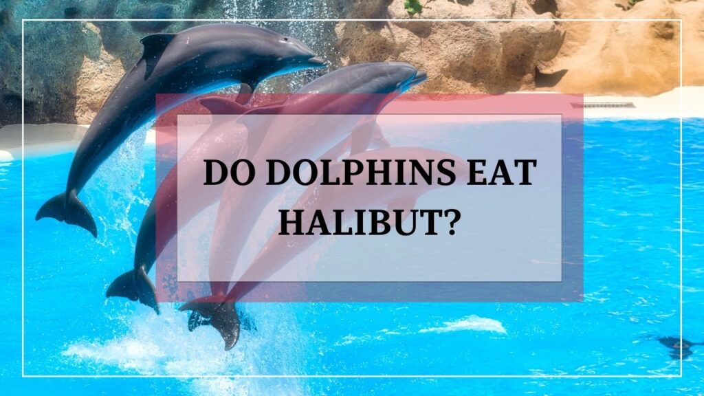 do dolphins eat halibut? featured image