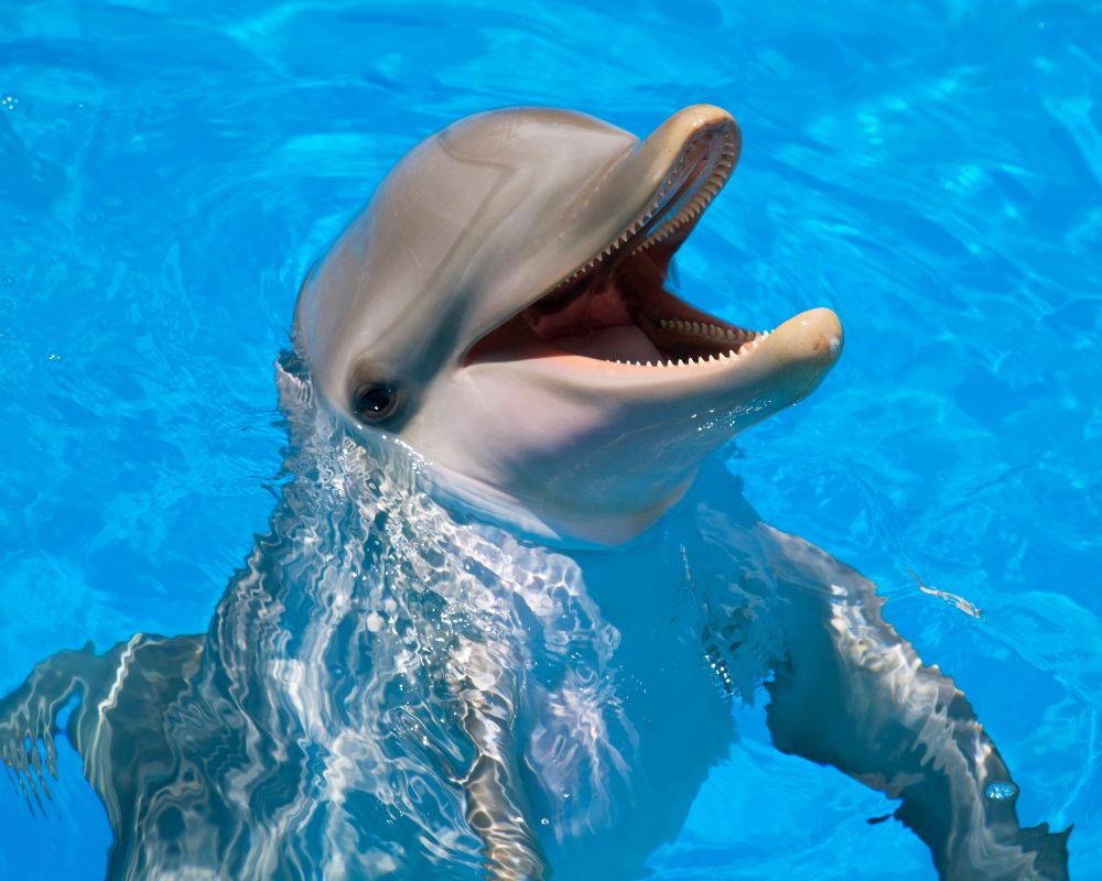 Dolphin At Swimming Pool