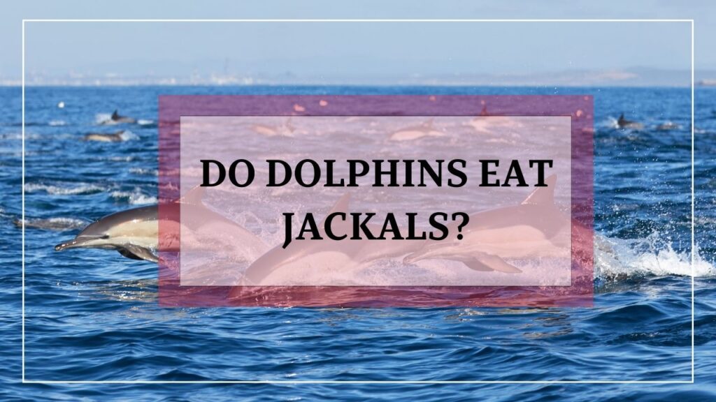 do dolphins eat jackals? featured image