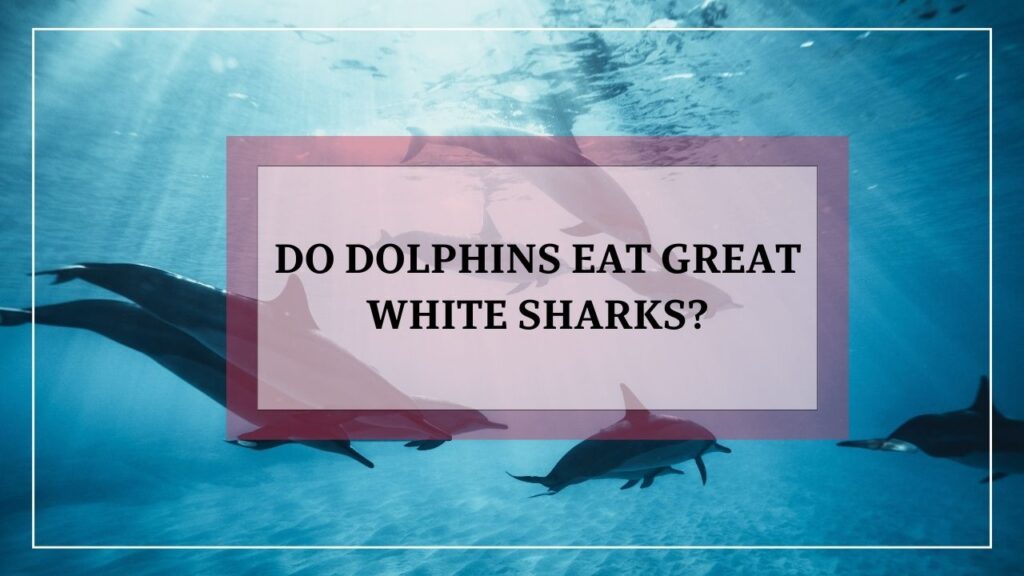 do dolphins eat great white sharks? featured image