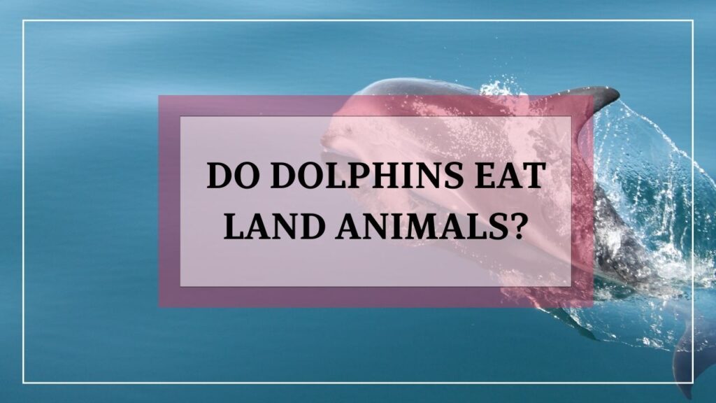 do dolphins eat land animals? featured image