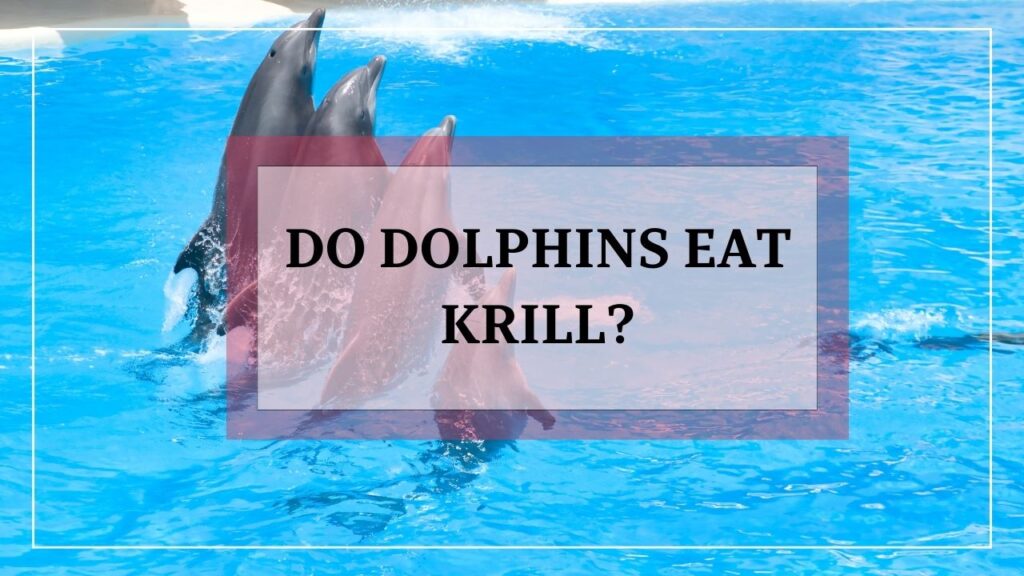 do dolphins eat krill? featured image