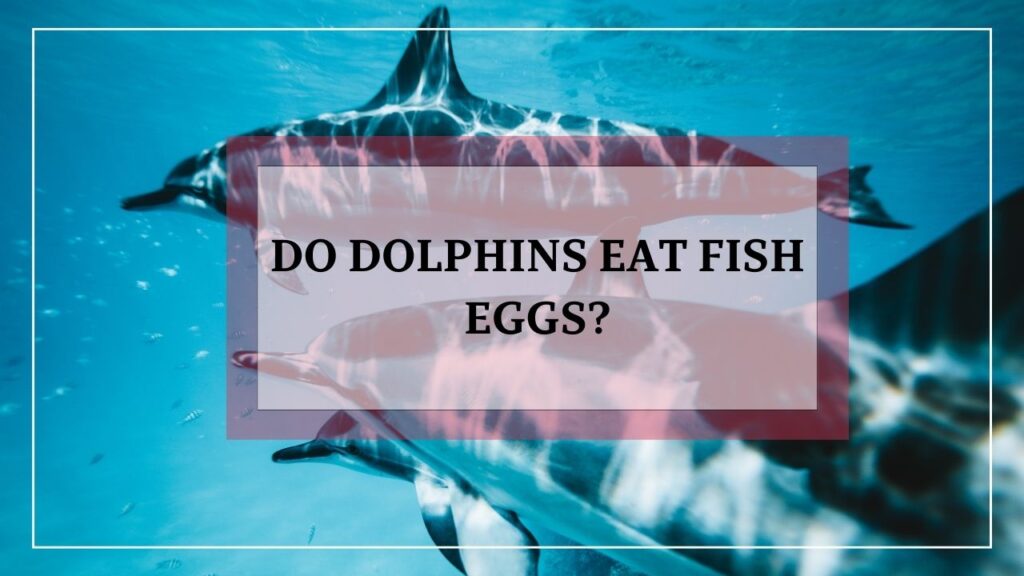 do dolphins eat fish eggs? featured image