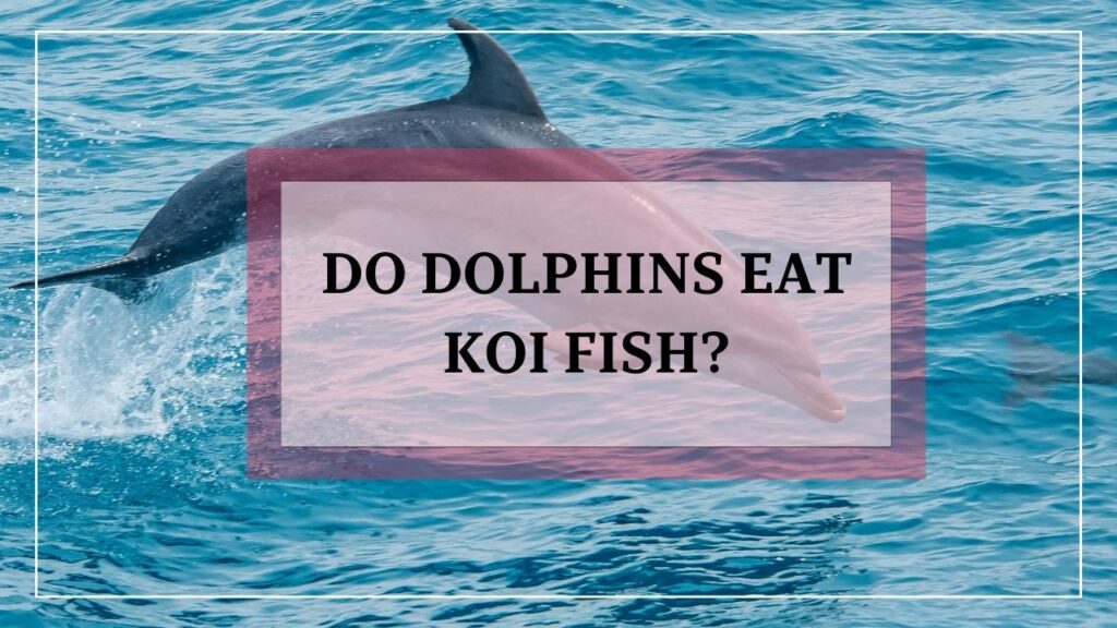 do dolphins eat koi fish? featured image