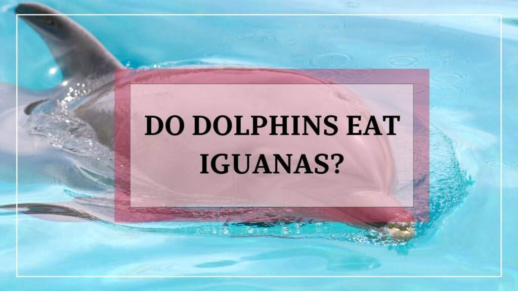 do dolphins eat iguanas? featured image