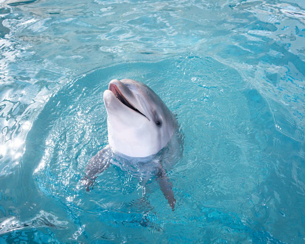 An amazing dolphin at the sea