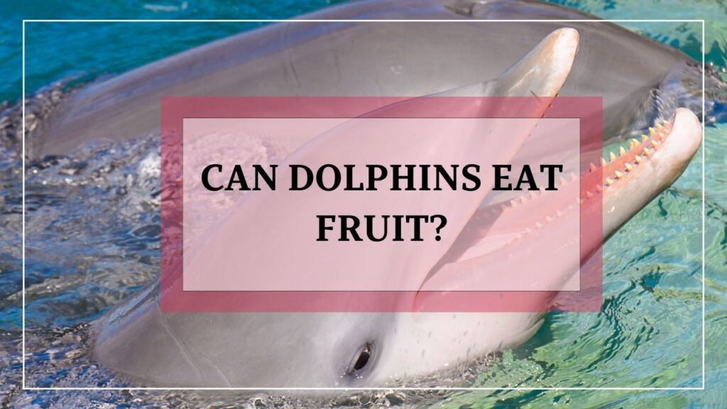 can dolphins eat fruit? featured image