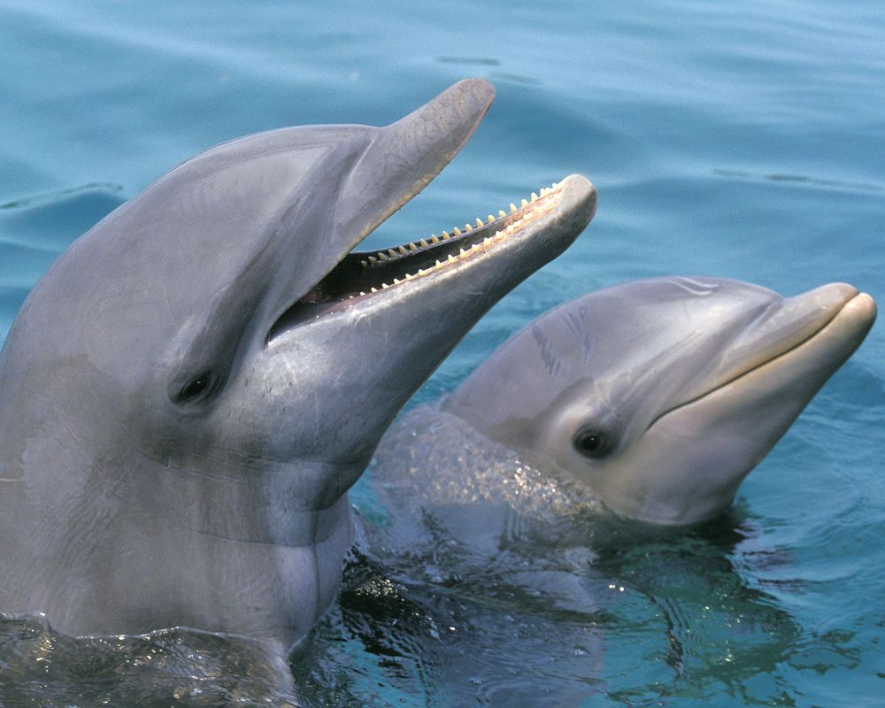 Dolphin and his Young one