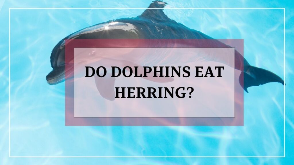 do dolphins eat herring? featured image