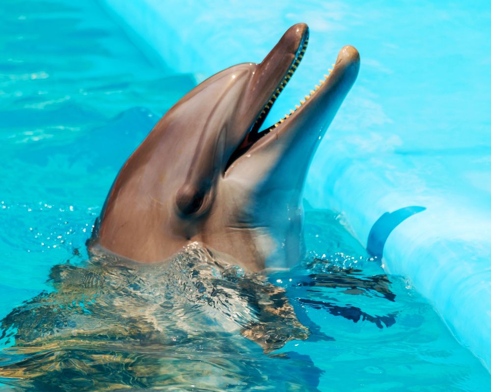 Dolphin At Swimming Pool