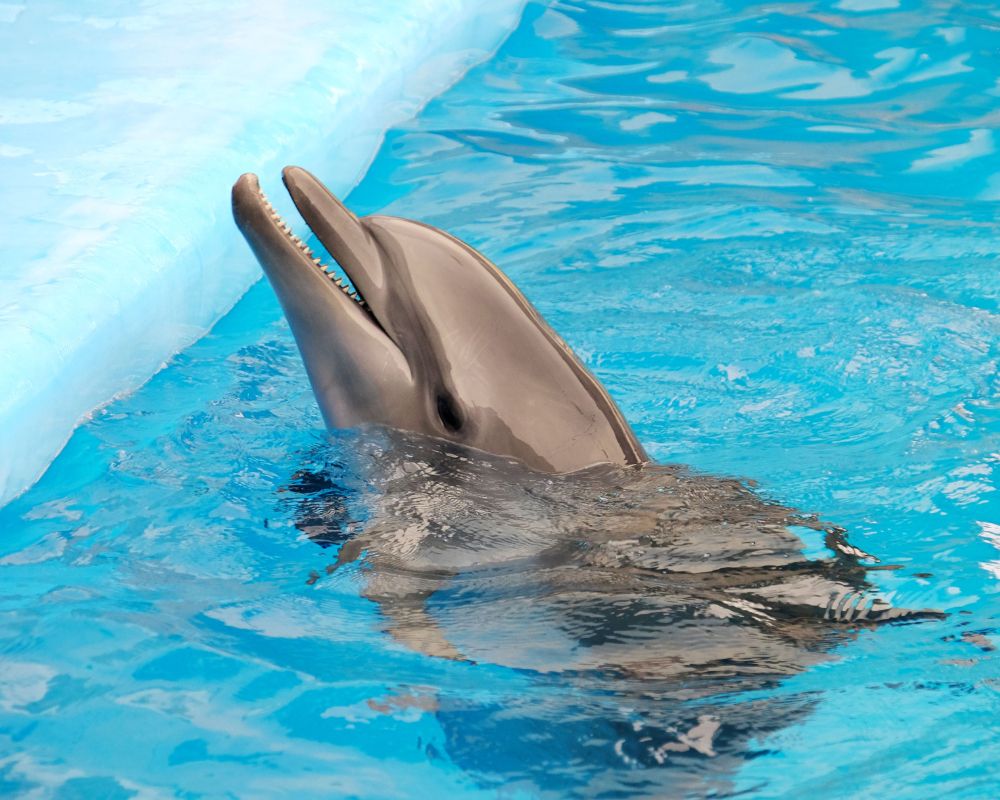 Dolphin At Swimming Pool